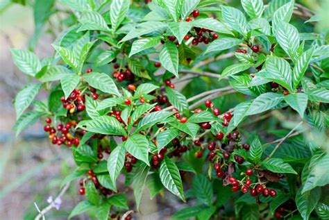 COFFEE WILD .